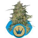 Royal Highness CBD | PHOTOFEM | Royal Queen Seeds - Freigestellt 2026-05-19