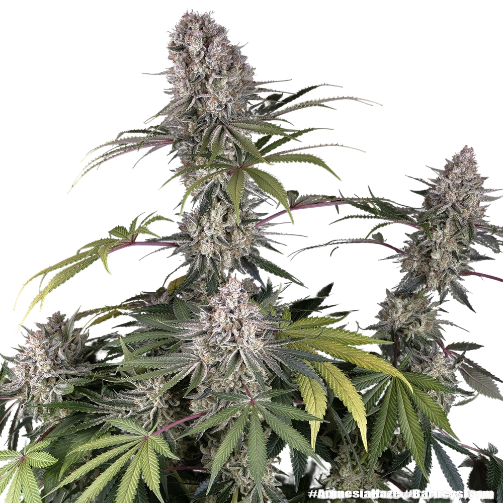 Amnesia Haze | PHOTOFEM | Barneys Farm - Freigestellt 2026-05-31