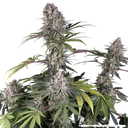 Amnesia Haze | PHOTOFEM | Barneys Farm - Freigestellt 2026-05-31