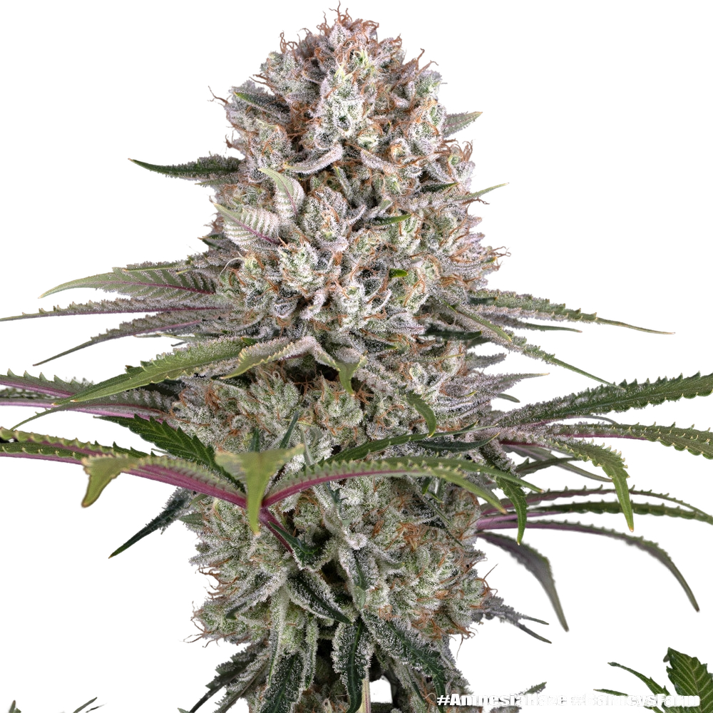 Amnesia Haze | PHOTOFEM | Barneys Farm - Freigestellt 2026-05-31