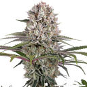 Amnesia Haze | PHOTOFEM | Barneys Farm - Freigestellt 2026-05-31