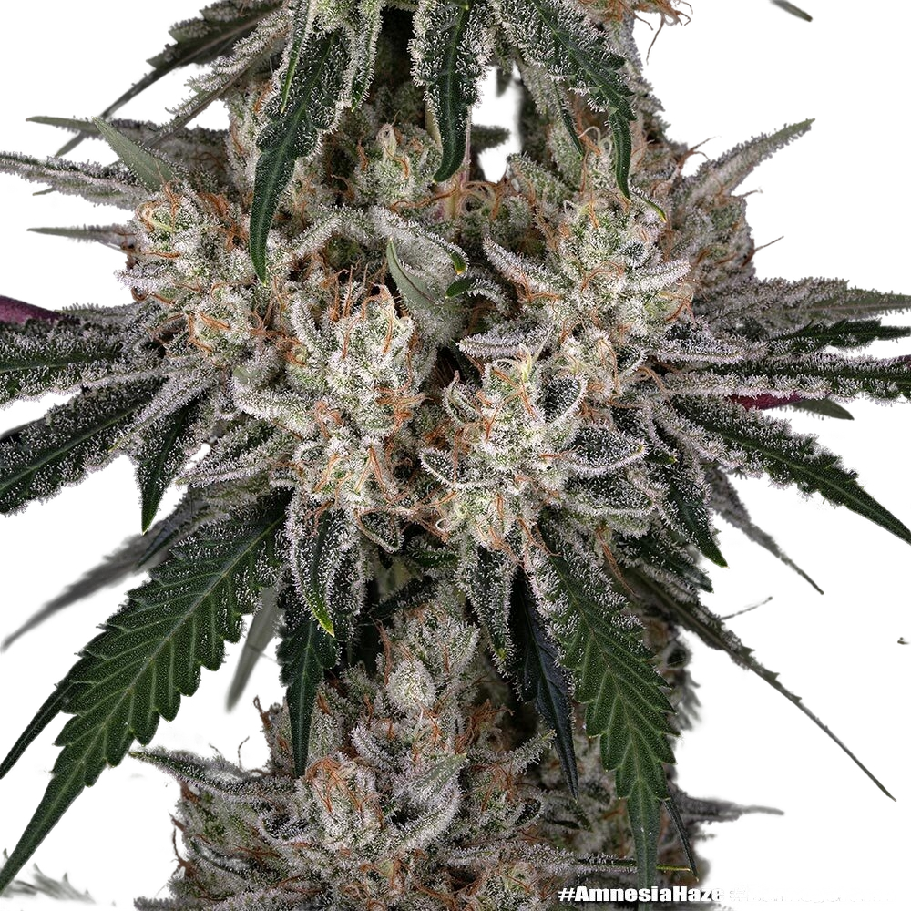 Amnesia Haze | PHOTOFEM | Barneys Farm - Freigestellt 2026-05-31