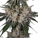 Amnesia Haze | PHOTOFEM | Barneys Farm - Freigestellt 2026-05-31