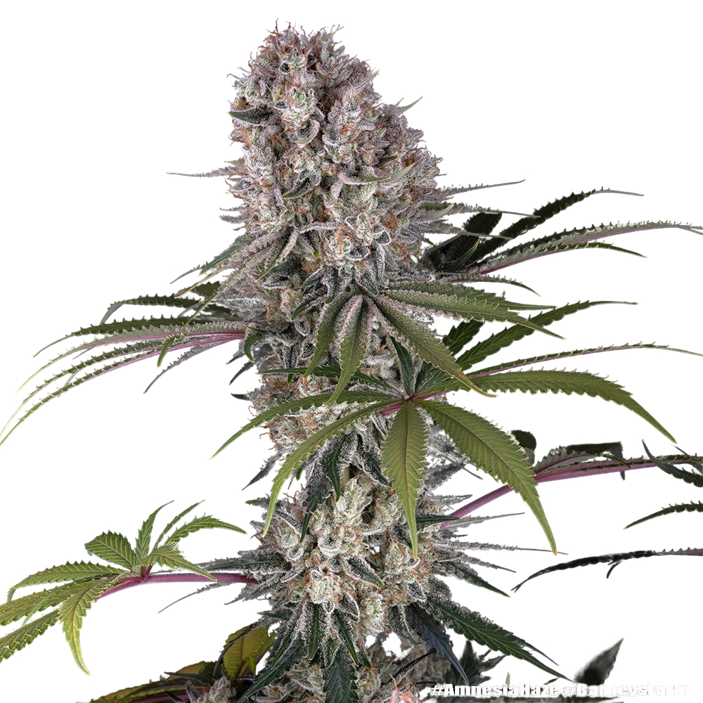 Amnesia Haze | PHOTOFEM | Barneys Farm - Freigestellt 2026-05-31