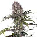 Amnesia Haze | PHOTOFEM | Barneys Farm - Freigestellt 2026-05-31