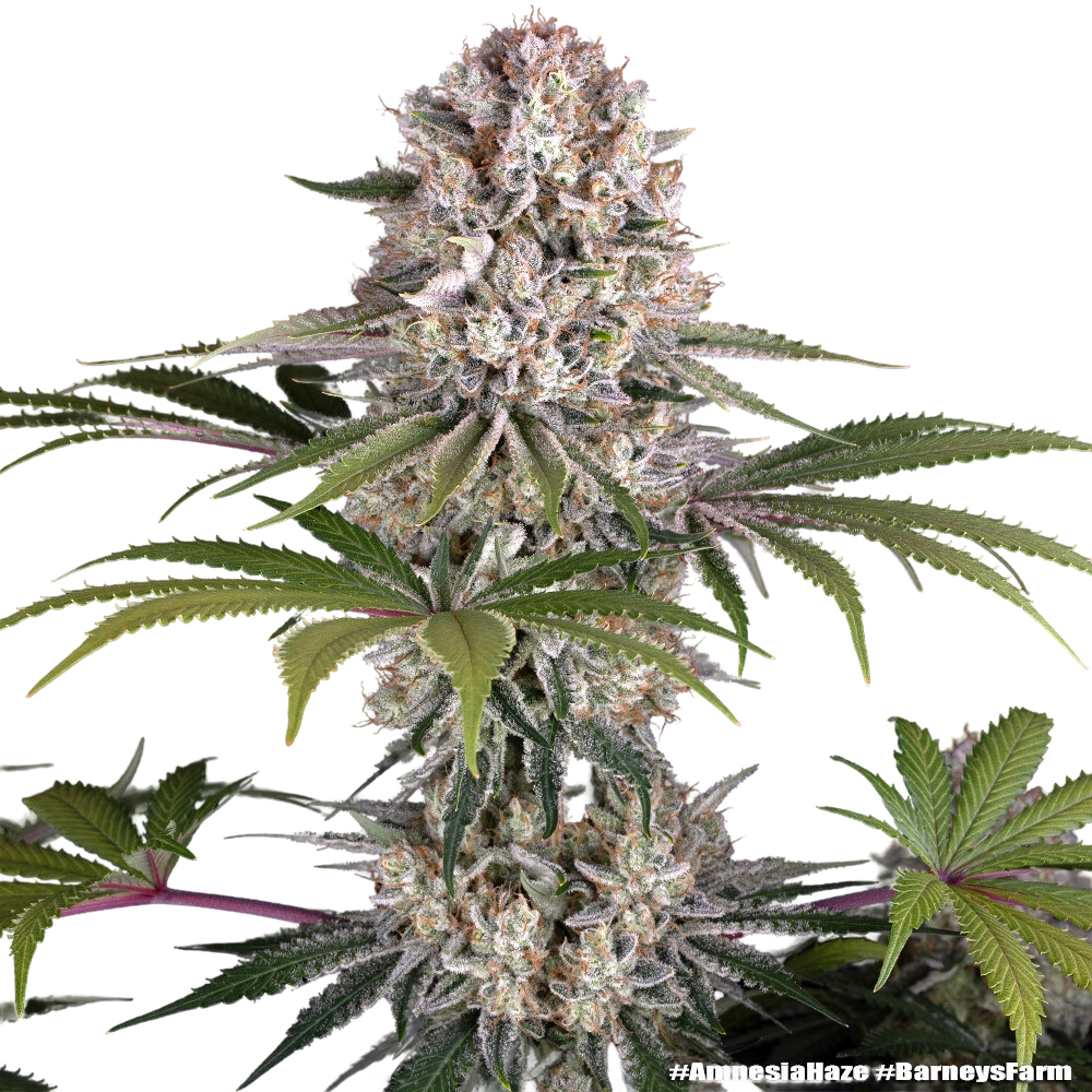 Amnesia Haze | PHOTOFEM | Barneys Farm - Freigestellt 2026-05-31