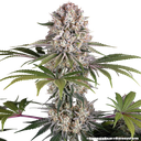 Amnesia Haze | PHOTOFEM | Barneys Farm - Freigestellt 2026-05-31