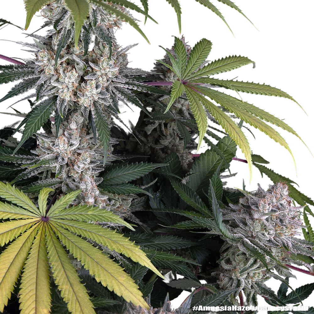 Amnesia Haze | PHOTOFEM | Barneys Farm - Freigestellt 2026-05-31