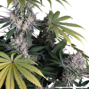 Amnesia Haze | PHOTOFEM | Barneys Farm - Freigestellt 2026-05-31