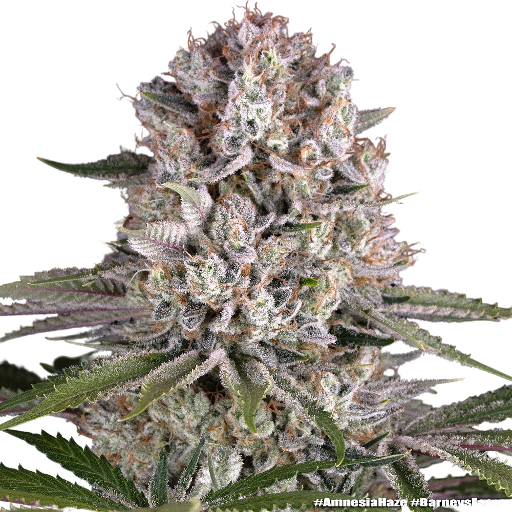 Amnesia Haze | PHOTOFEM | Barneys Farm - Freigestellt 2026-05-31