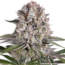 Amnesia Haze | PHOTOFEM | Barneys Farm - Freigestellt 2026-05-31