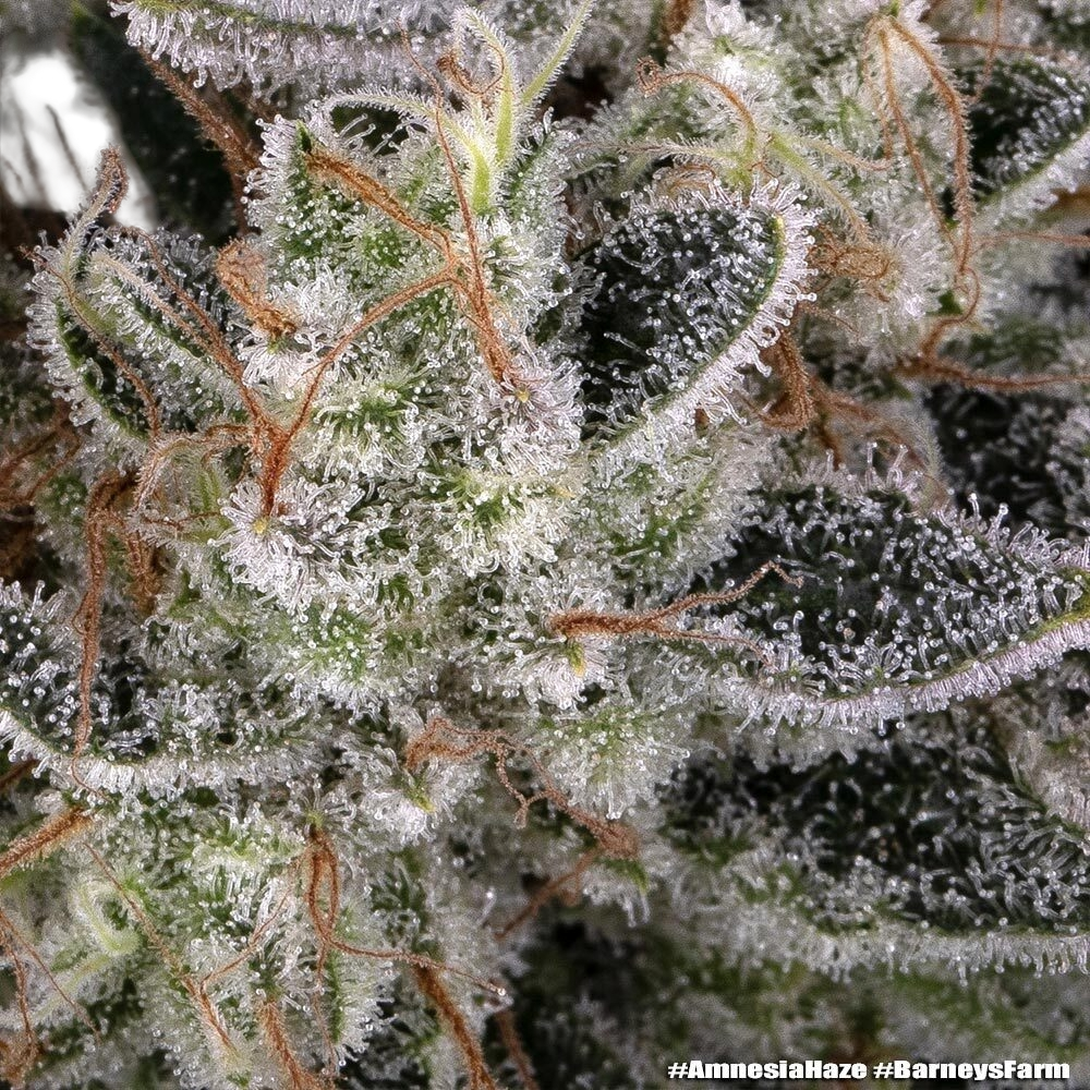 Amnesia Haze | PHOTOFEM | Barneys Farm - Freigestellt 2026-05-31