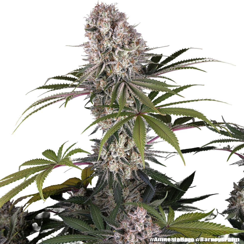 Amnesia Haze | PHOTOFEM | Barneys Farm - Freigestellt 2026-05-31