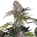 Amnesia Haze | PHOTOFEM | Barneys Farm - Freigestellt 2026-05-31