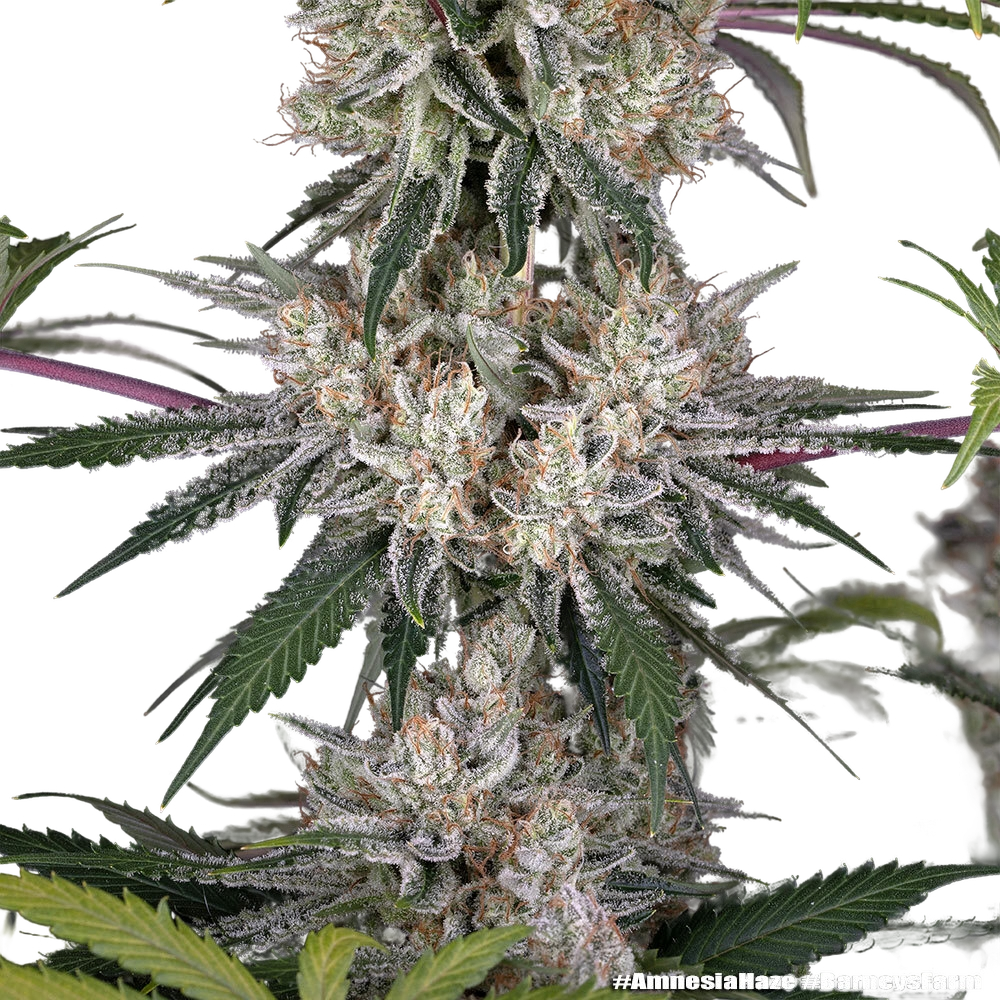 Amnesia Haze | PHOTOFEM | Barneys Farm - Freigestellt 2026-05-31