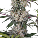 Amnesia Haze | PHOTOFEM | Barneys Farm - Freigestellt 2026-05-31