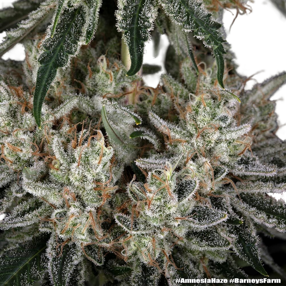 Amnesia Haze | PHOTOFEM | Barneys Farm - Freigestellt 2026-05-31