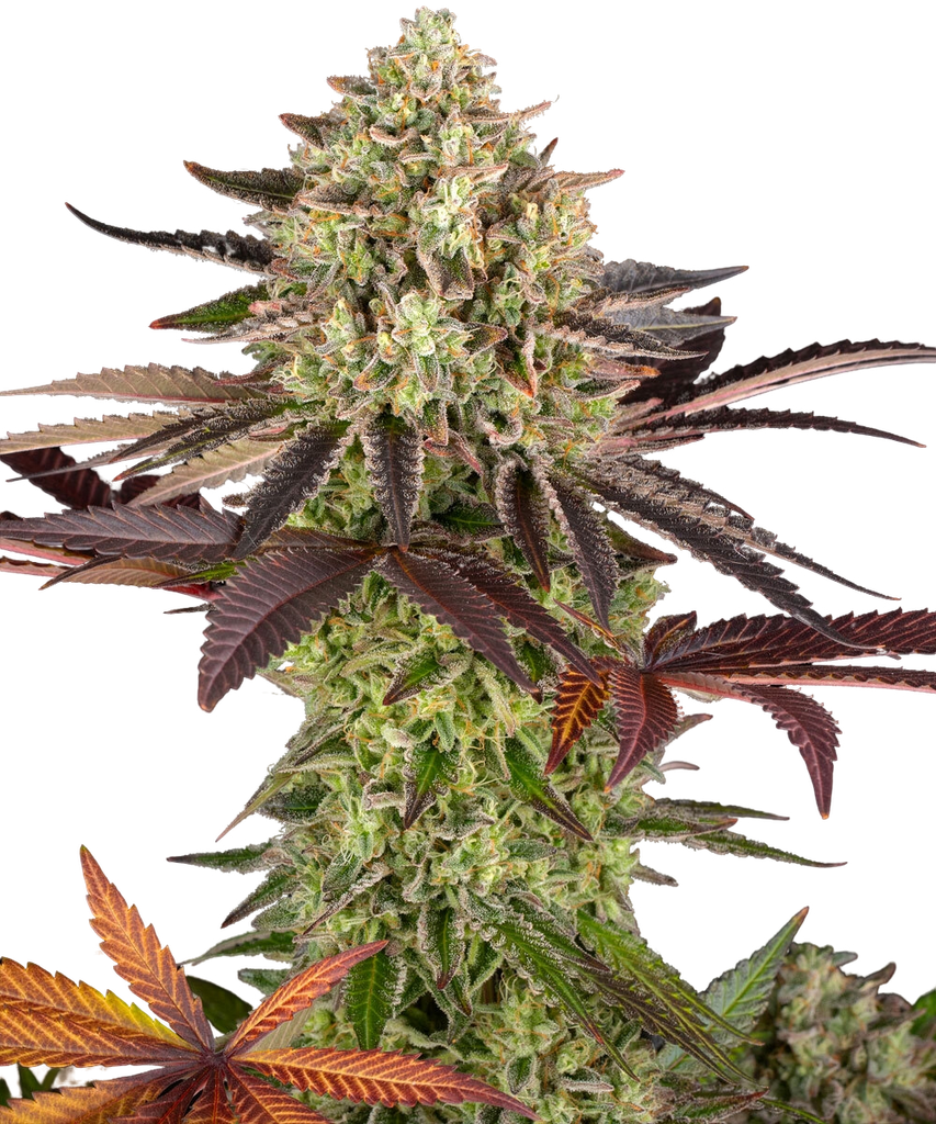 Apple Fritter | PHOTOFEM | Barneys Farm - Freigestellt 2026-05-31