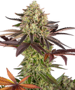 Apple Fritter | PHOTOFEM | Barneys Farm - Freigestellt 2026-05-31