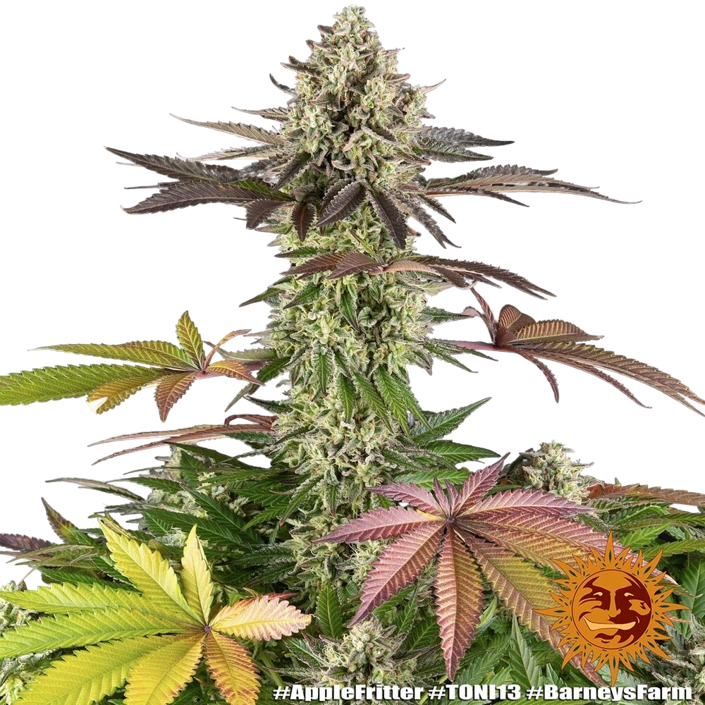Apple Fritter | PHOTOFEM | Barneys Farm - Freigestellt 2026-05-31