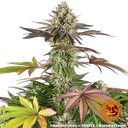 Apple Fritter | PHOTOFEM | Barneys Farm - Freigestellt 2026-05-31