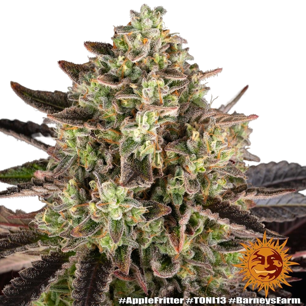 Apple Fritter | PHOTOFEM | Barneys Farm - Freigestellt 2026-05-31