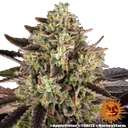 Apple Fritter | PHOTOFEM | Barneys Farm - Freigestellt 2026-05-31