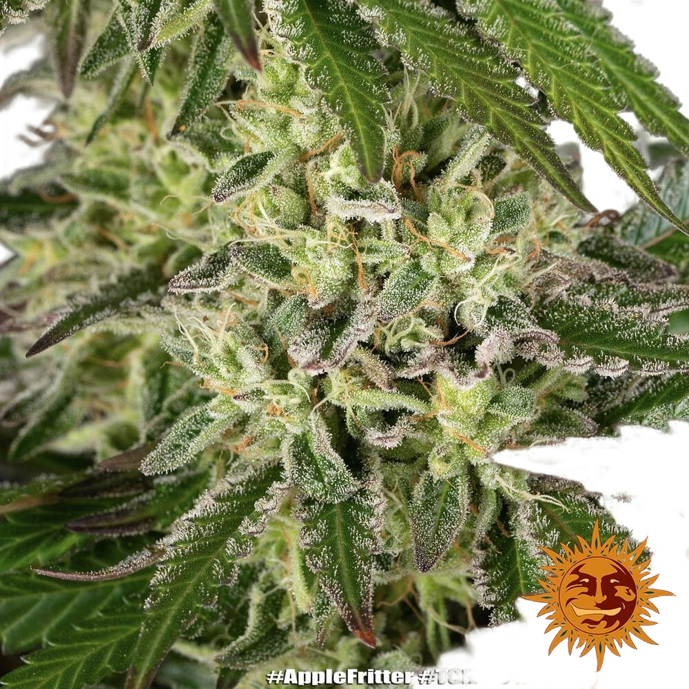 Apple Fritter | PHOTOFEM | Barneys Farm - Freigestellt 2026-05-31