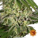 Apple Fritter | PHOTOFEM | Barneys Farm - Freigestellt 2026-05-31