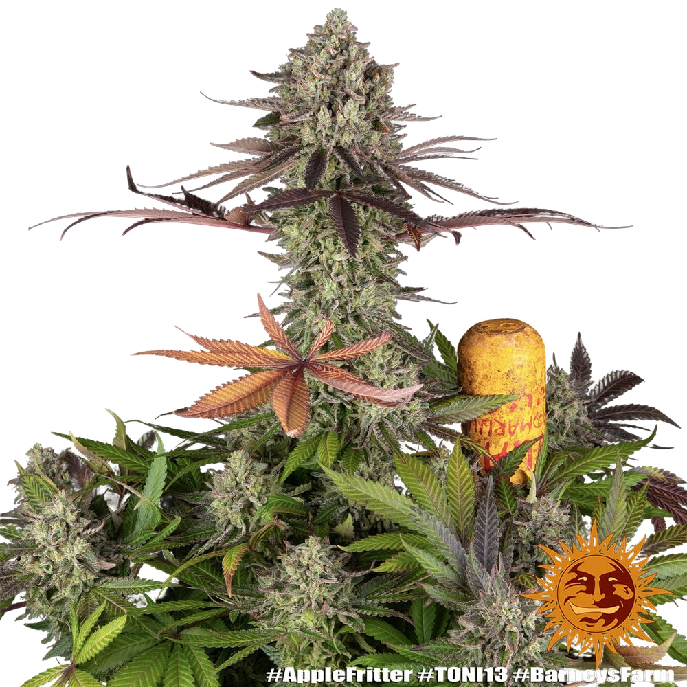 Apple Fritter | PHOTOFEM | Barneys Farm - Freigestellt 2026-05-31