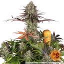 Apple Fritter | PHOTOFEM | Barneys Farm - Freigestellt 2026-05-31