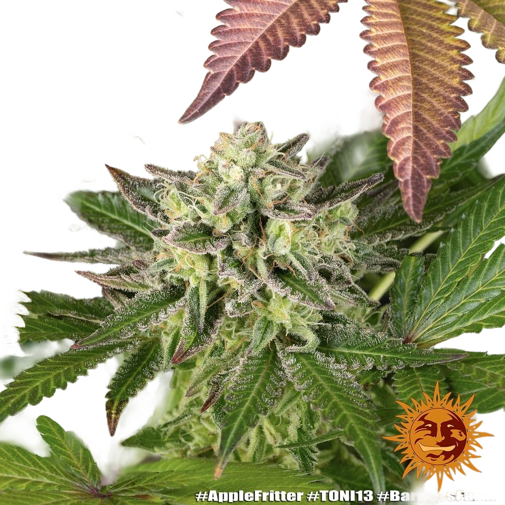 Apple Fritter | PHOTOFEM | Barneys Farm - Freigestellt 2026-05-31