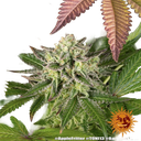 Apple Fritter | PHOTOFEM | Barneys Farm - Freigestellt 2026-05-31