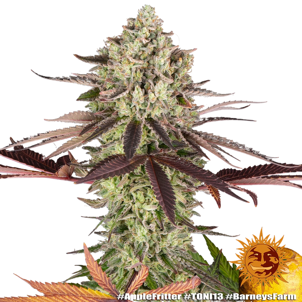 Apple Fritter | PHOTOFEM | Barneys Farm - vorheriges Hauptbild