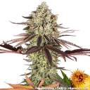Apple Fritter | PHOTOFEM | Barneys Farm - vorheriges Hauptbild