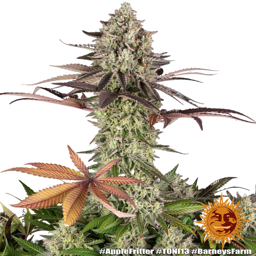 Apple Fritter | PHOTOFEM | Barneys Farm - Freigestellt 2026-05-31