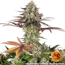 Apple Fritter | PHOTOFEM | Barneys Farm - Freigestellt 2026-05-31