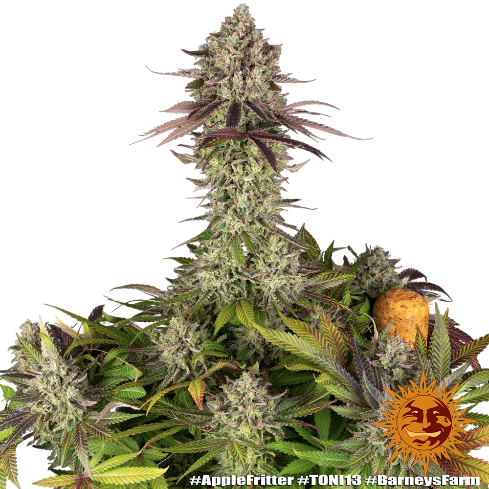 Apple Fritter | PHOTOFEM | Barneys Farm - Freigestellt 2026-05-31
