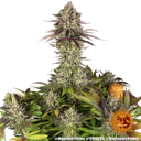 Apple Fritter | PHOTOFEM | Barneys Farm - Freigestellt 2026-05-31