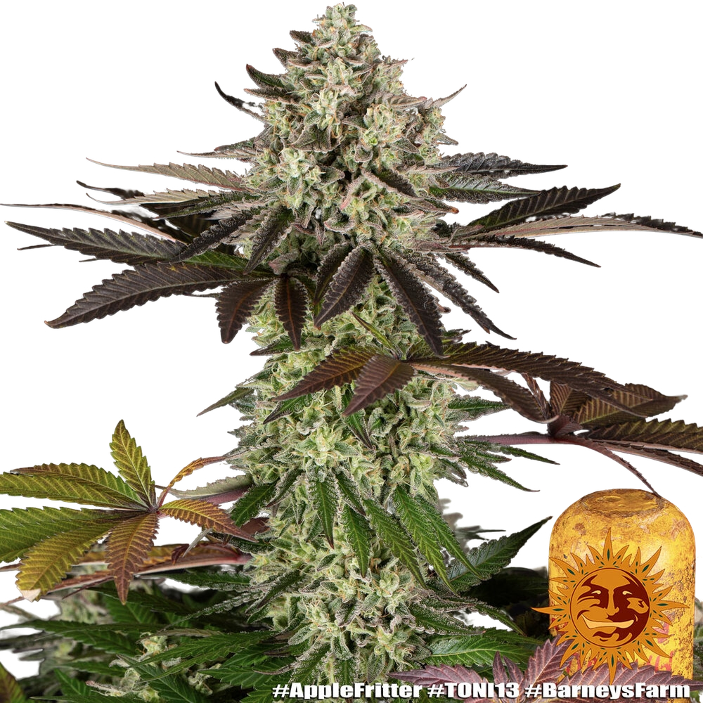 Apple Fritter | PHOTOFEM | Barneys Farm - Freigestellt 2026-05-31