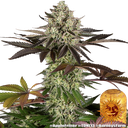 Apple Fritter | PHOTOFEM | Barneys Farm - Freigestellt 2026-05-31