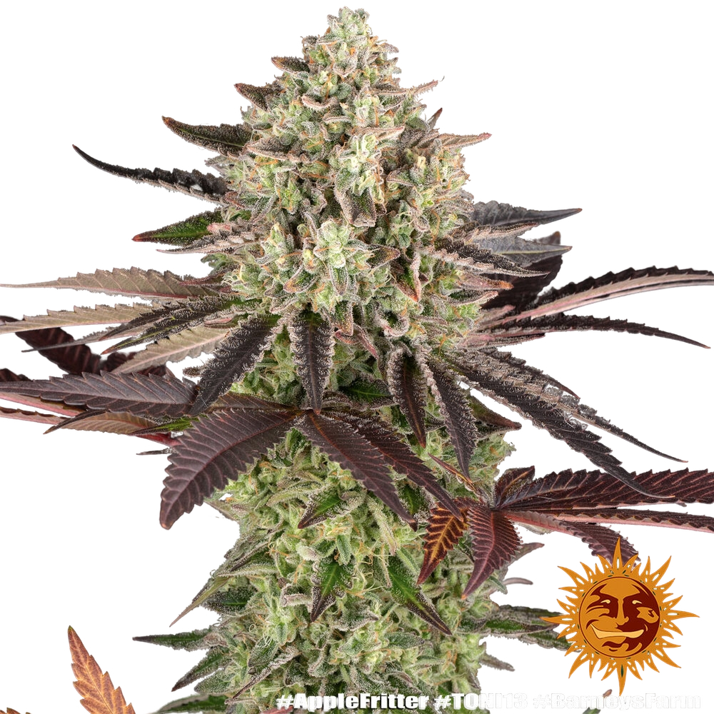 Apple Fritter | PHOTOFEM | Barneys Farm - Freigestellt 2026-05-31