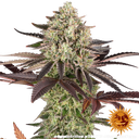 Apple Fritter | PHOTOFEM | Barneys Farm - Freigestellt 2026-05-31