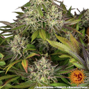 Apple Fritter | PHOTOFEM | Barneys Farm - Freigestellt 2026-05-31