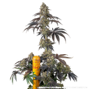 Black Cherry Gushers | PHOTOFEM | Barneys Farm - Freigestellt 2026-05-31