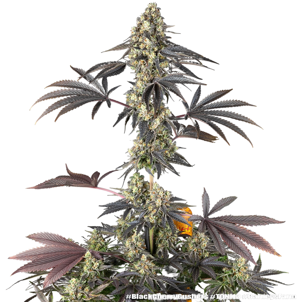Black Cherry Gushers | PHOTOFEM | Barneys Farm - Freigestellt 2026-05-31