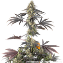Black Cherry Gushers | PHOTOFEM | Barneys Farm - Freigestellt 2026-05-31
