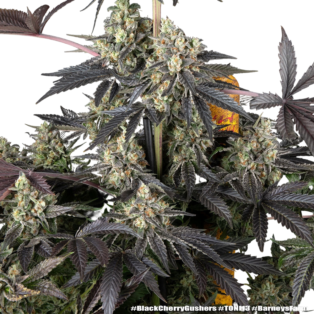Black Cherry Gushers | PHOTOFEM | Barneys Farm - Freigestellt 2026-05-31
