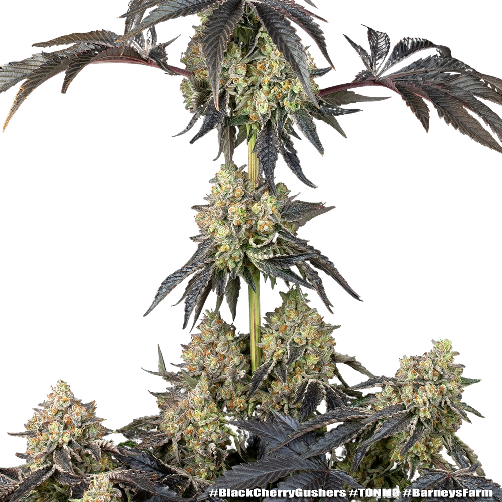 Black Cherry Gushers | PHOTOFEM | Barneys Farm - Freigestellt 2026-05-31