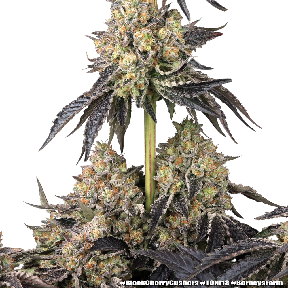Black Cherry Gushers | PHOTOFEM | Barneys Farm - Freigestellt 2026-05-31